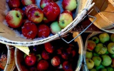 Celebrating The Apples of Western Maryland
