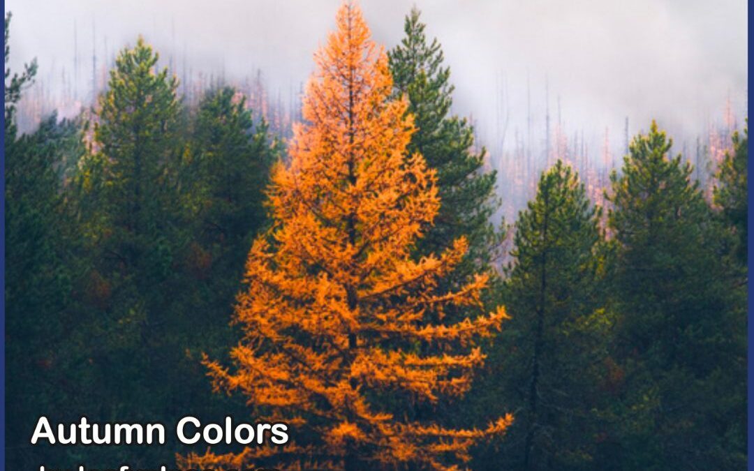 Fact-Checking Fall: Autumn Myths