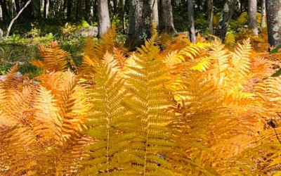 Fall In Full Color