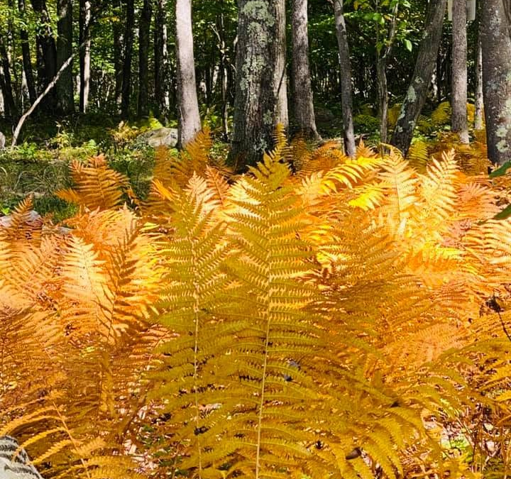 Fall In Full Color