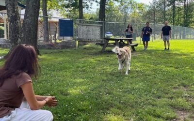 How Dogs Can Beat the Dog Days of Summer