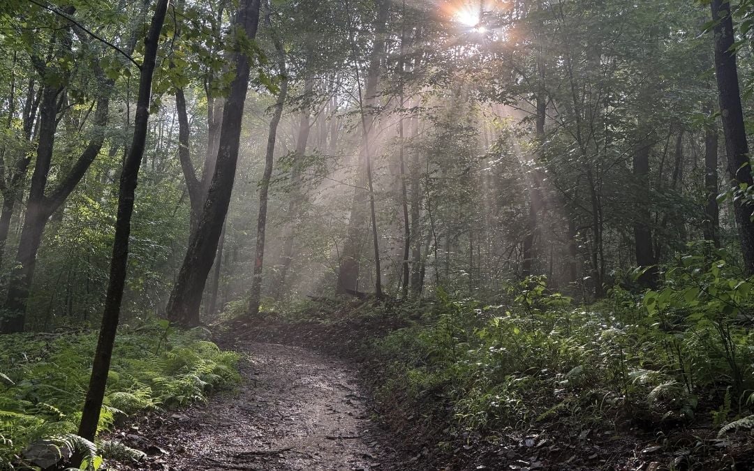 New Trails at Margraff Plantation (Featured Image)