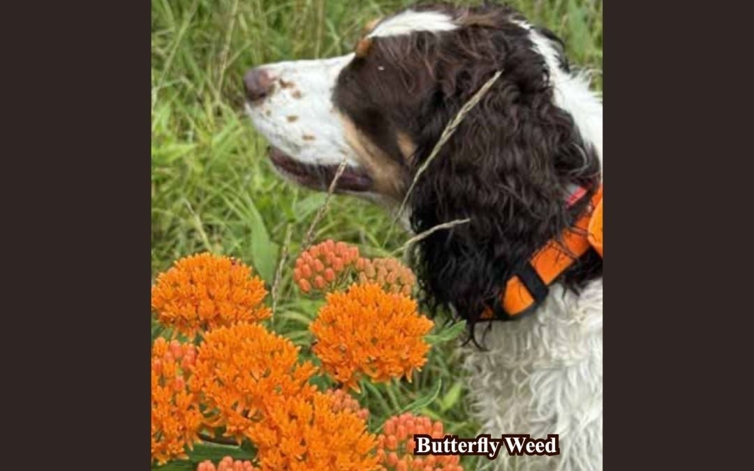 Where the Wildflowers Grow (Featured Image)